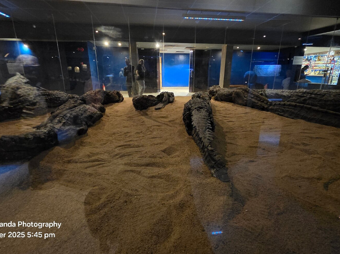 Crocodile Museum-Kom Ombo必去景点