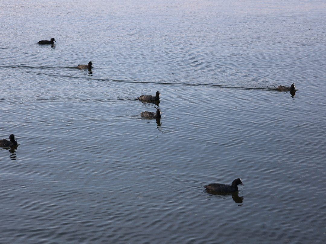 Parco Naturale del Lago di Candia-Candia Canavese必去景点