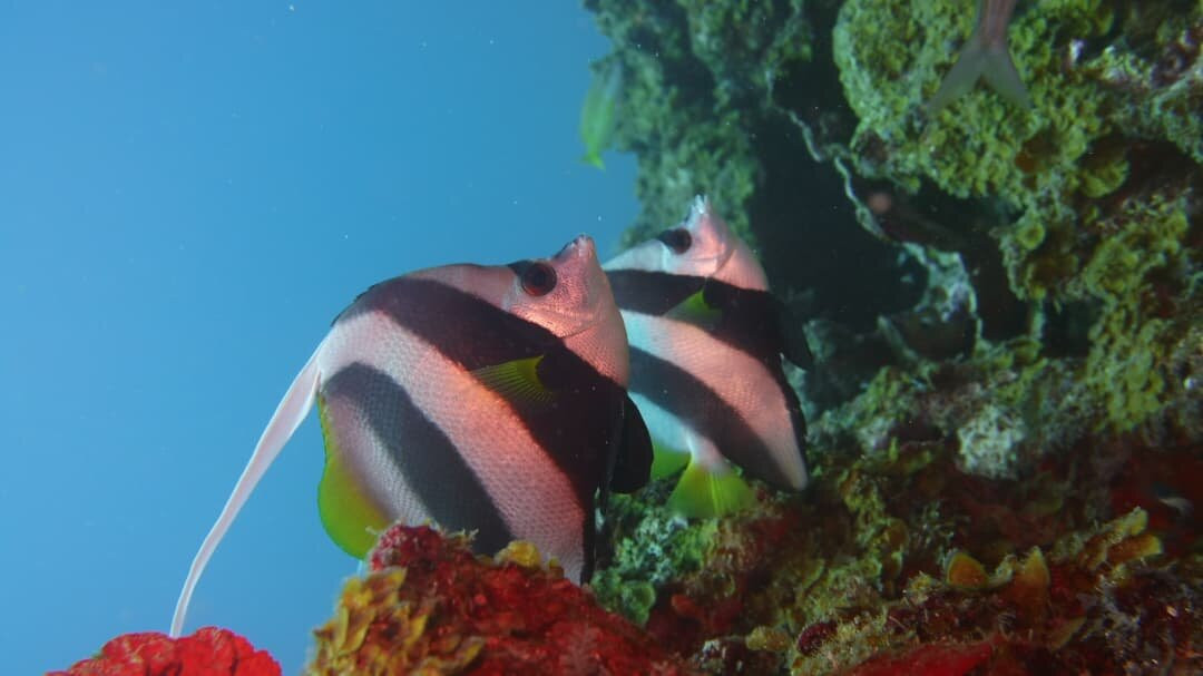Fun Divers Zanzibar-孥归必去景点
