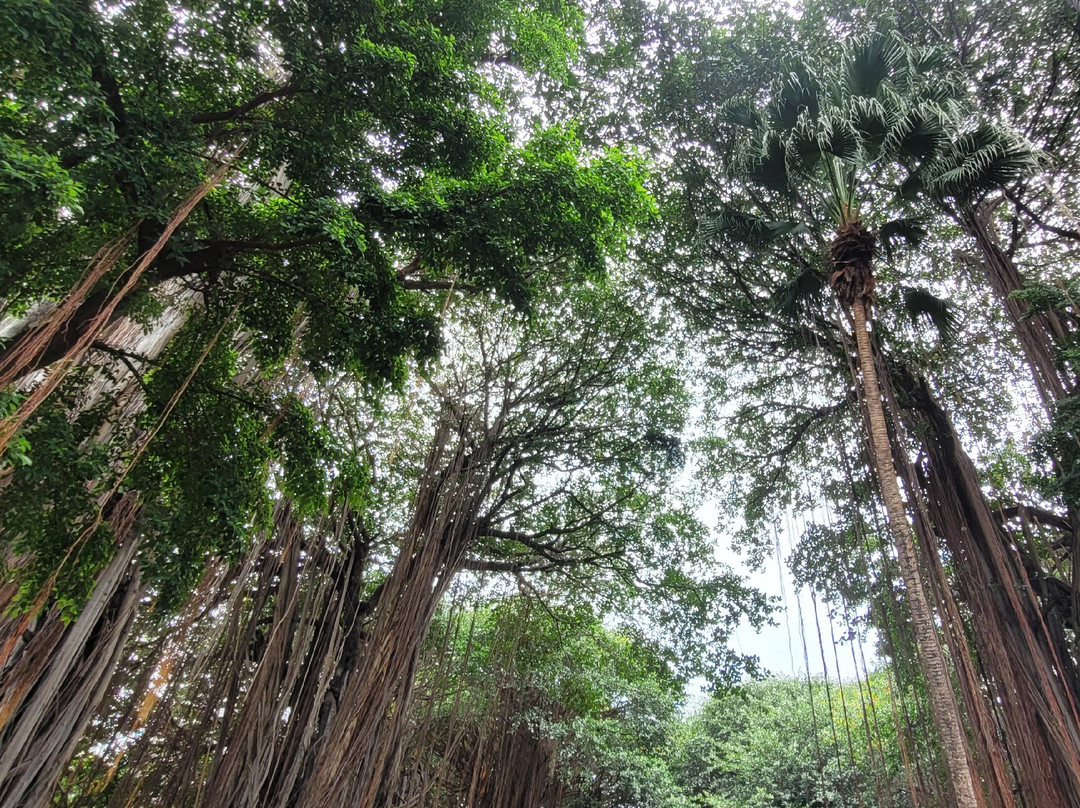 Natural History Museum-路易士港必去景点
