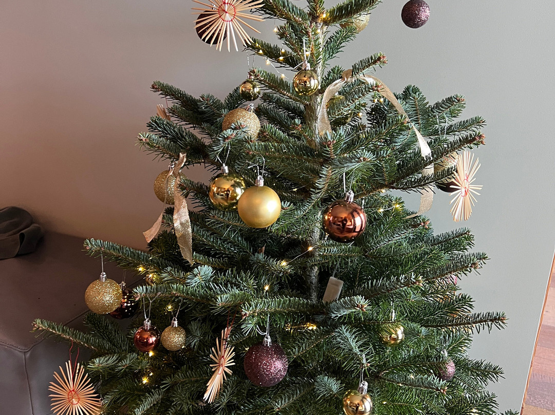 My Arbor - Dolomites主图