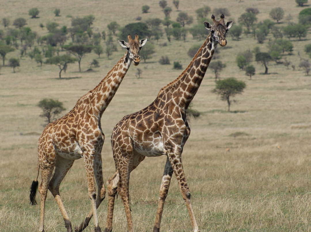 Safari Curators - Artisans Of African Travel-圣法兰西斯港必去景点