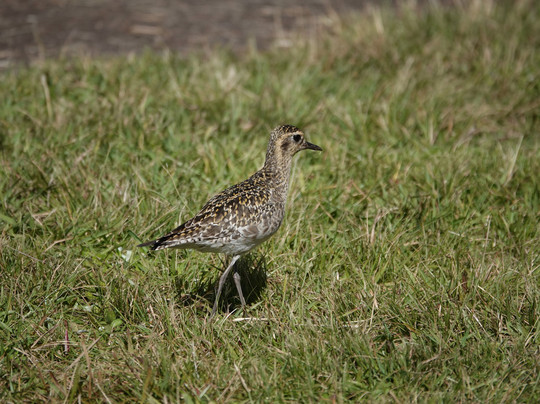 Hawaii Bird Tours-瓦胡岛必去景点