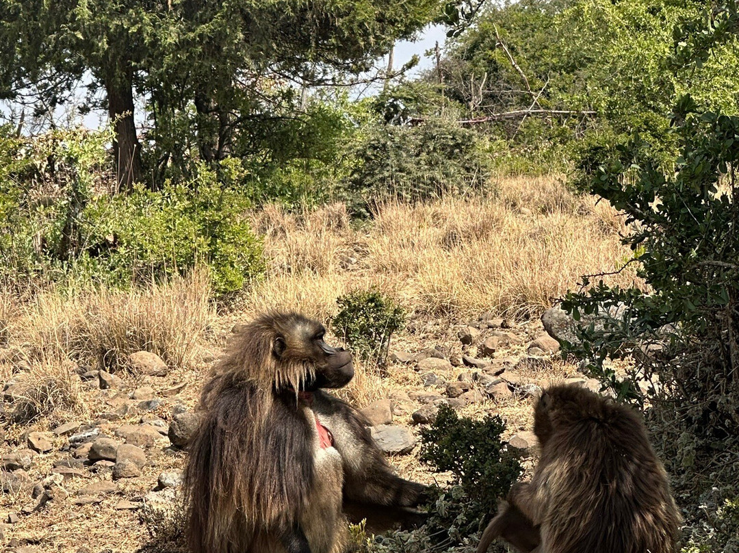 Liyu Ethiopia Tours-亚的斯亚贝巴必去景点