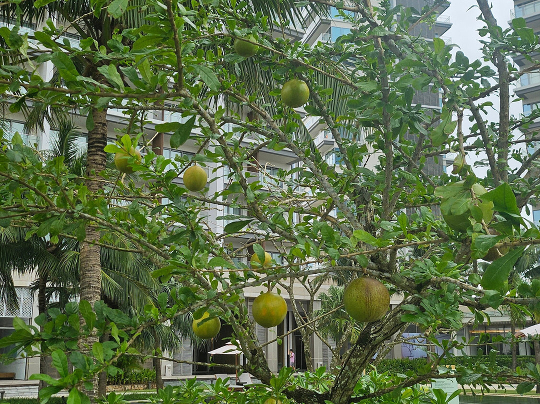 Hoiana Residences主图