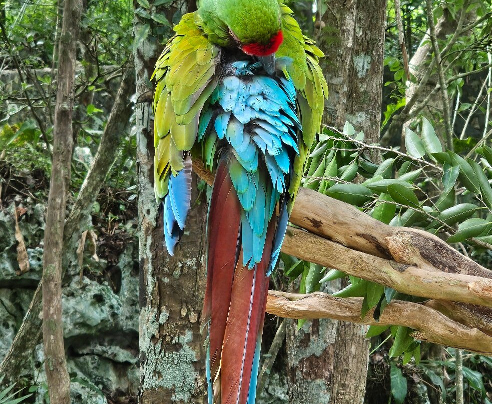 Akumal Monkey Sanctuary & Rescued Animals-艾库玛尔必去景点