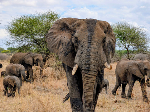 Kibo Guides-阿鲁沙必去景点