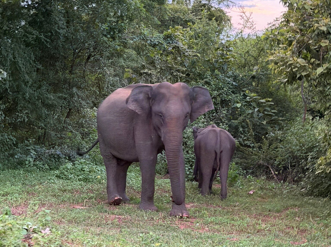 Niluka Safari-乌达瓦拉瓦必去景点