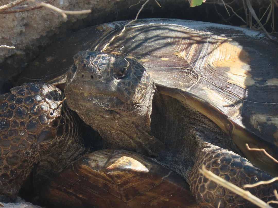 Smyrna Dunes Park-新士麦那海滩必去景点