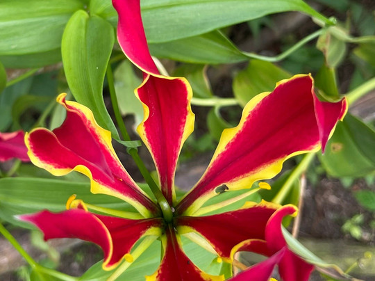 Academia Tica-圣何塞必去景点