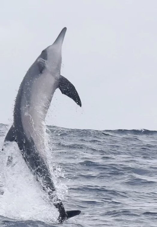Moorea Ocean Adventures-莫雷阿岛必去景点