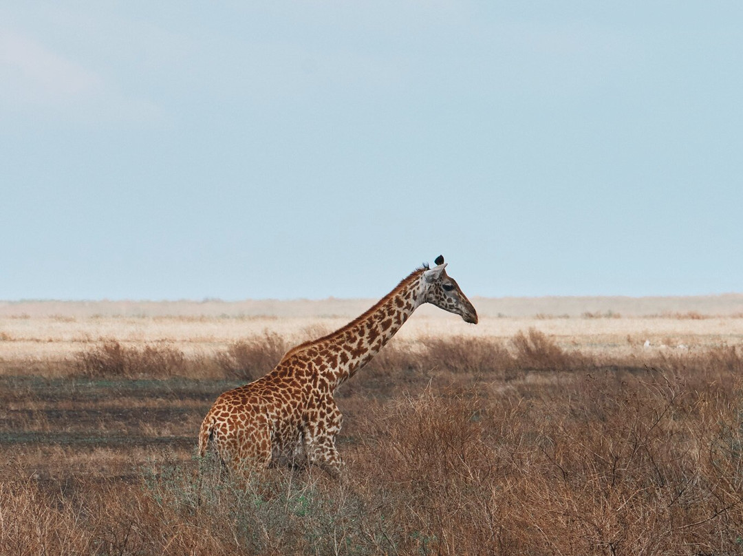 Umani Bliss Safaris-内罗毕必去景点