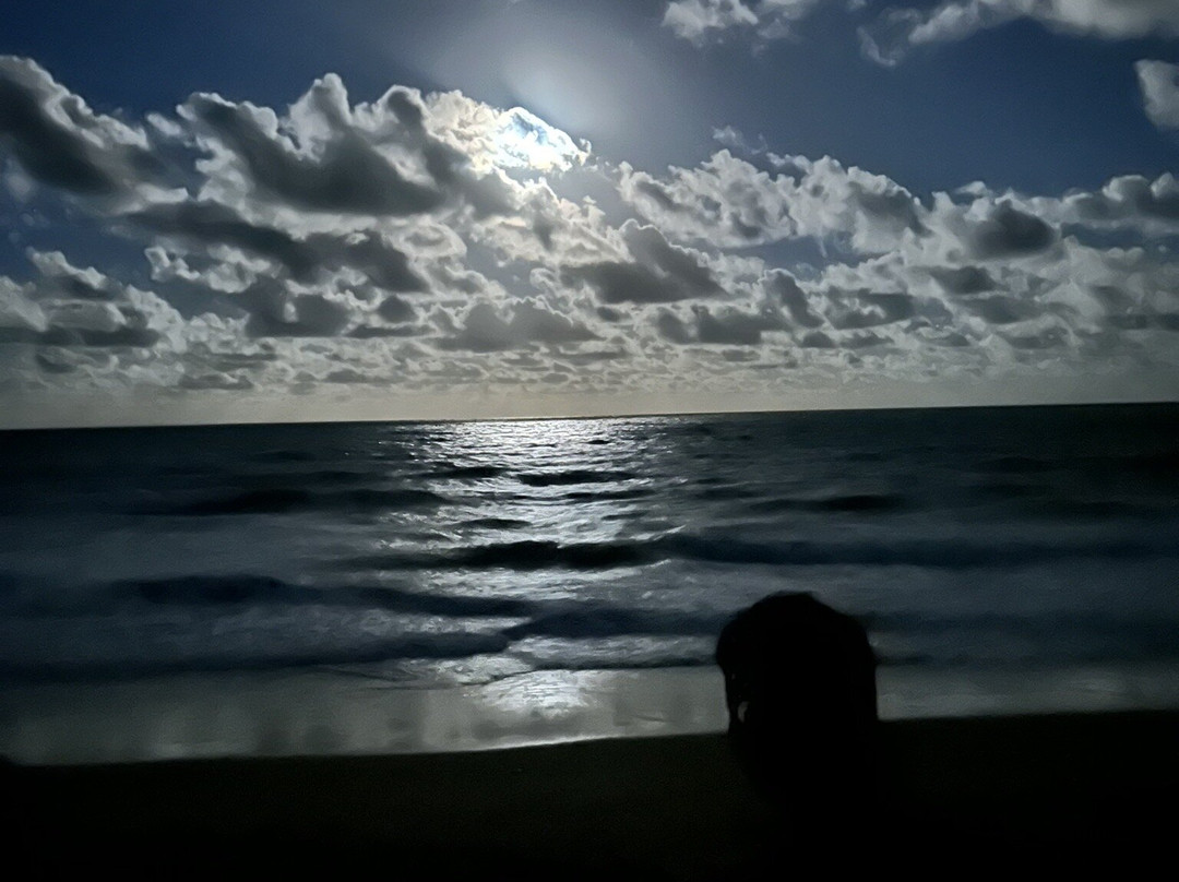 Mon Repos Turtle Encounter-邦德堡必去景点