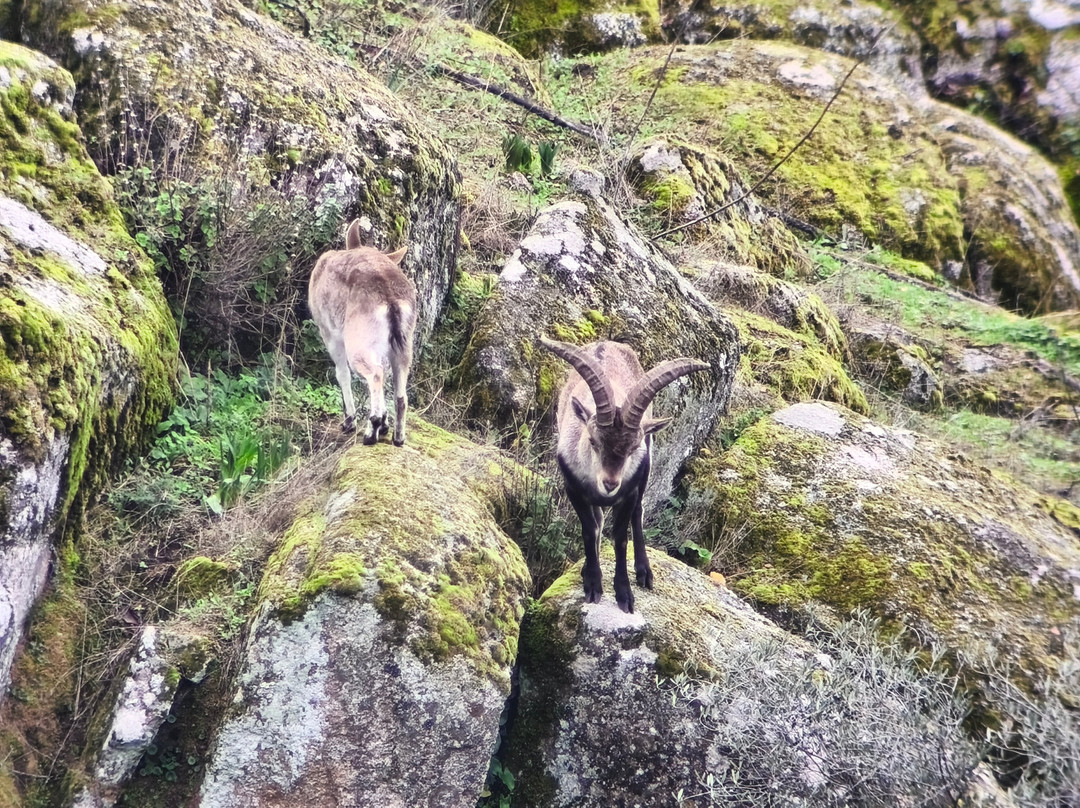 Birds&Lynx Ecotourism-La Carolina必去景点