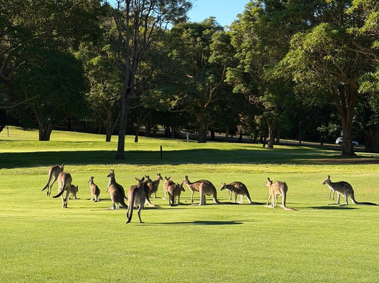 Kangaroo Encounters Guided Tours-尼尔森湾必去景点