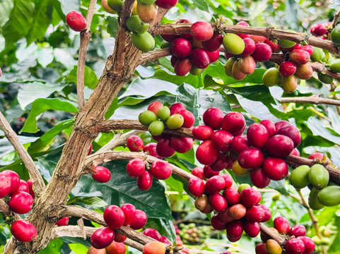 ChapoleraTours-佩雷拉必去景点