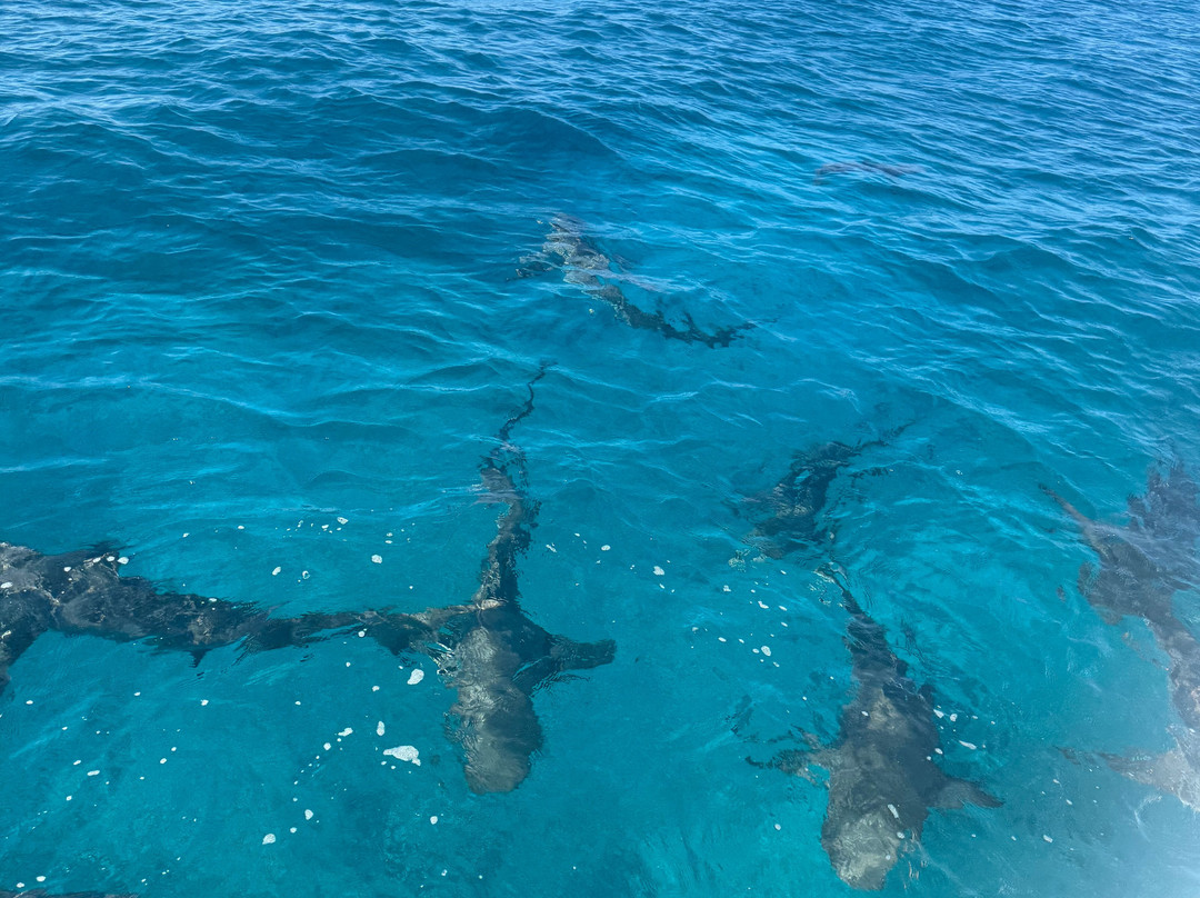 Neal Watson's Bimini Scuba Center-Alice Town必去景点