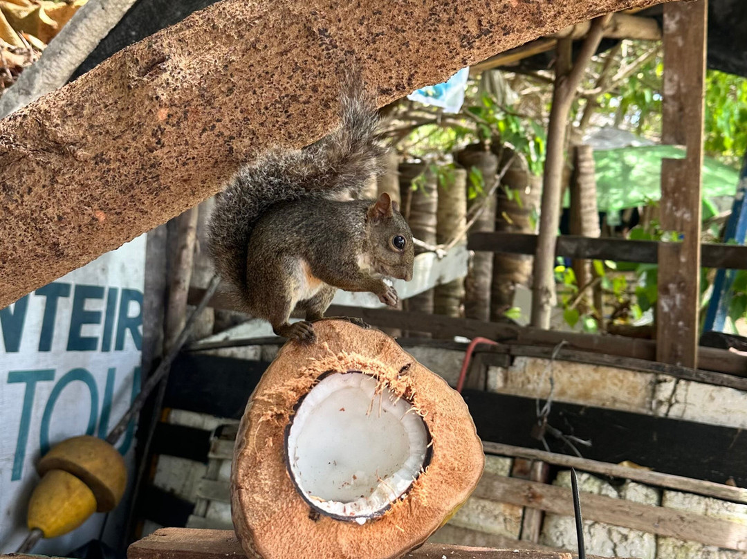 Pontal Tour-伊波茹卡必去景点