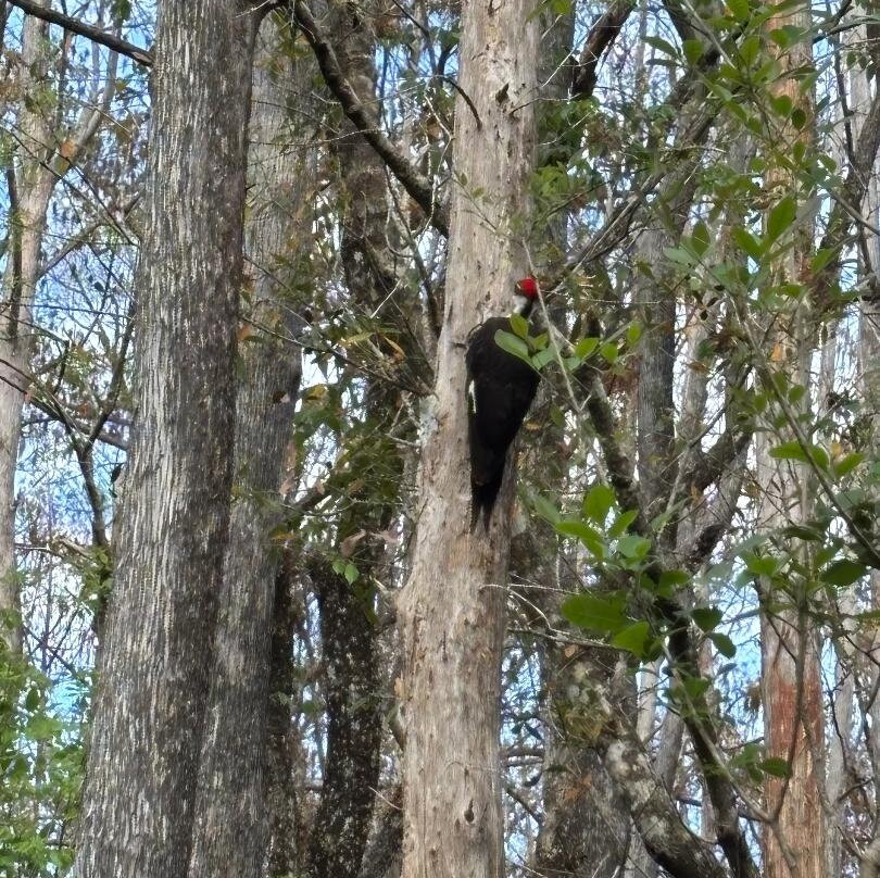 Six Mile Cypress Slough Preserve-迈尔斯堡必去景点