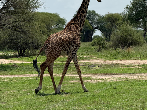Nayla African Safaris-阿鲁沙必去景点