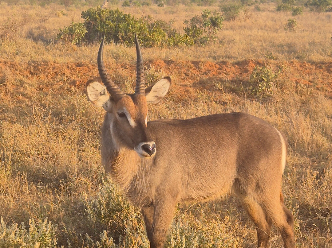Enrico Safari Kenia-瓦塔木必去景点