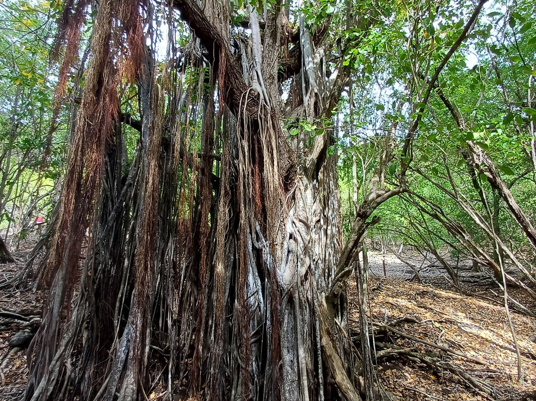 Dénébola Les Plaisirs Nautiques-Le Robert必去景点