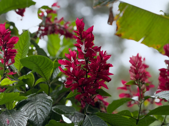 Pajaritos Agami Lodge-Loreto必去景点