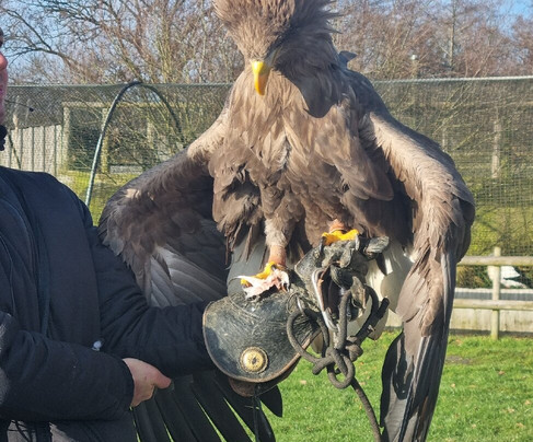 Gauntlet Birds Of Prey-纳茨福德必去景点
