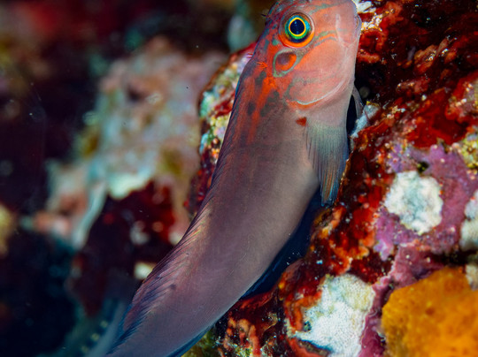 Costa Rica Adventure Divers-德雷克湾必去景点