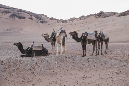 Morocco Gate Tours-非斯必去景点