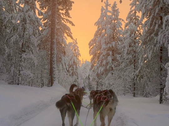 哈士奇雪橇之旅-罗瓦涅米必去景点