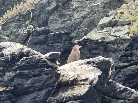 Turismo Physalus-Chanaral de Aceituno必去景点