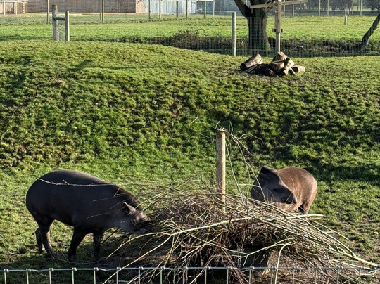 Yorkshire Wildlife Park-Auckley必去景点