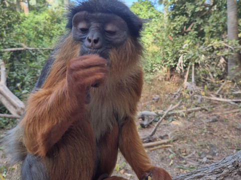 Monkey Park Senegambia-塞瑞库达必去景点