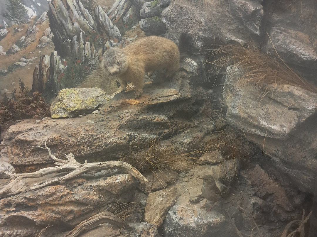 Museo Brembano-圣佩莱格里诺泰尔梅必去景点