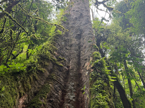 Pinnacle Africa-坎帕拉必去景点