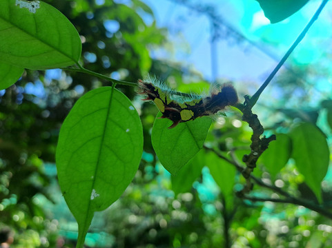 Royal Butterflies-哈科必去景点