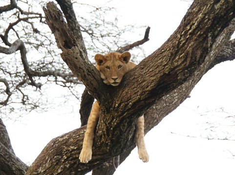 Hors Pistes Voyages-阿鲁沙必去景点