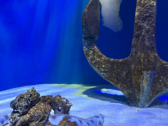 AquaRio-里约热内卢必去景点