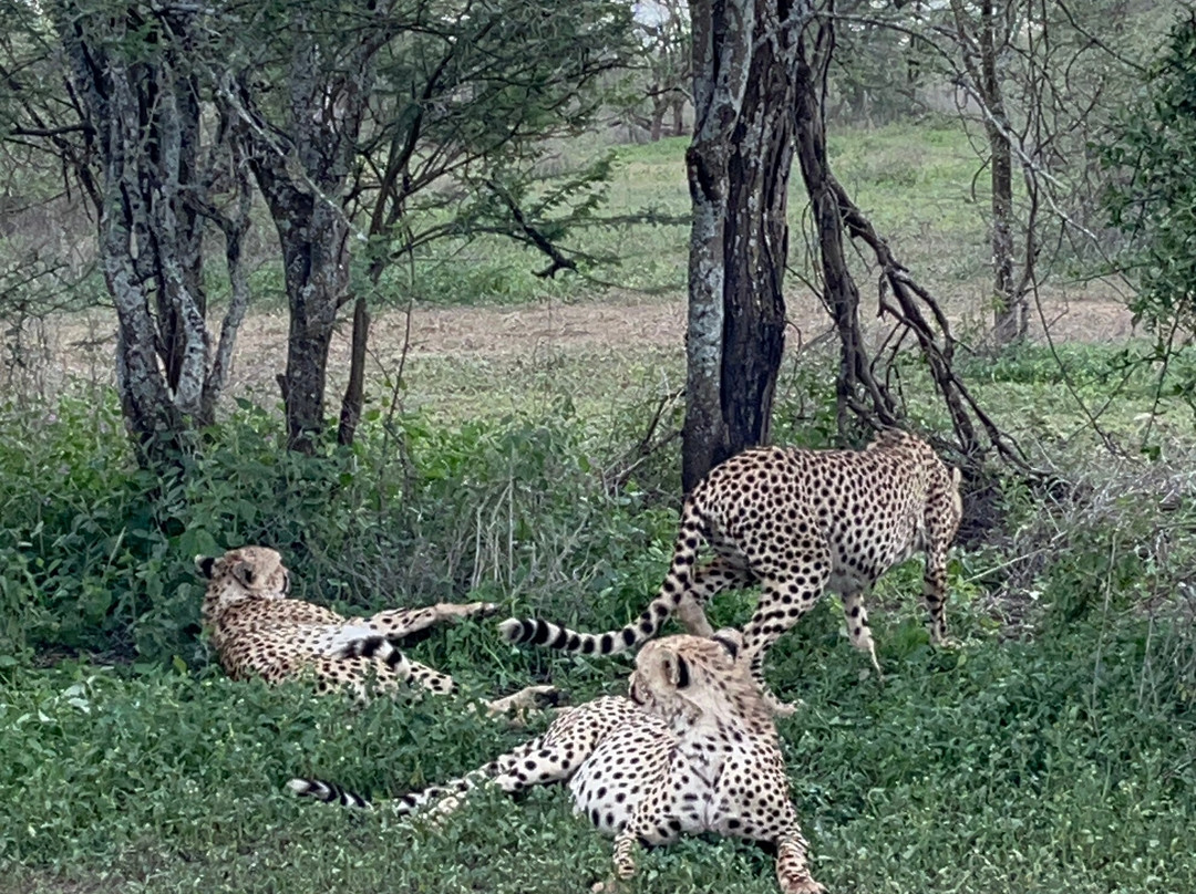 Safari Avventura-阿鲁沙必去景点