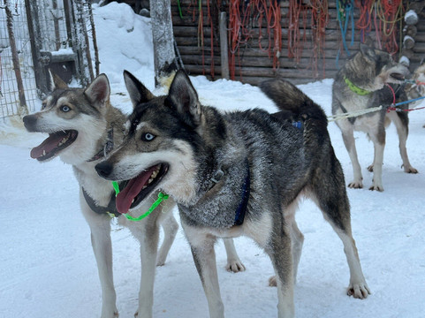 Tundra Huskies Huskyfarm-Levi必去景点