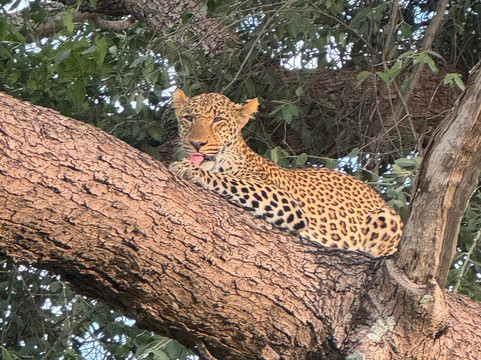 Zamsato - Zambia Safaris & Adventours-李文斯顿必去景点