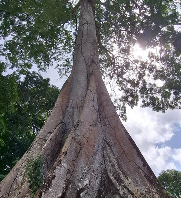 Guyane Brésil Transport-Saint-Georges必去景点