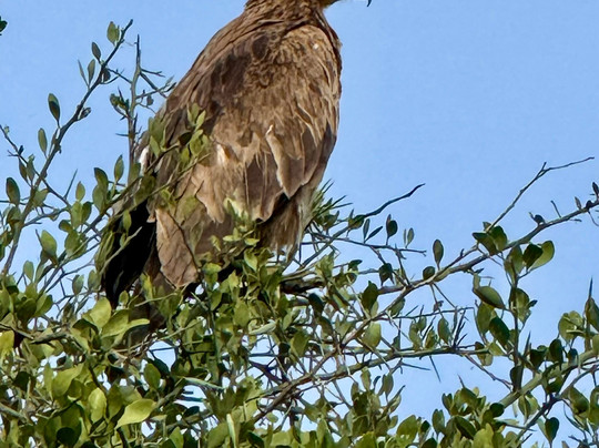 Gamewatchers Safaris-内罗毕必去景点