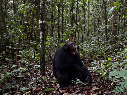 Ngoni Safaris Uganda-坎帕拉必去景点
