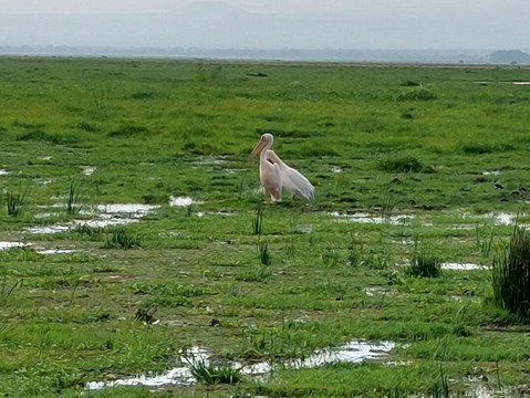 Amboseli National Park-Amboseli Eco-system必去景点