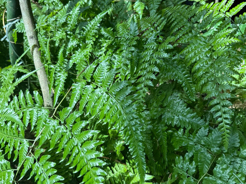 Atma Alam Batik Village-兰卡威必去景点