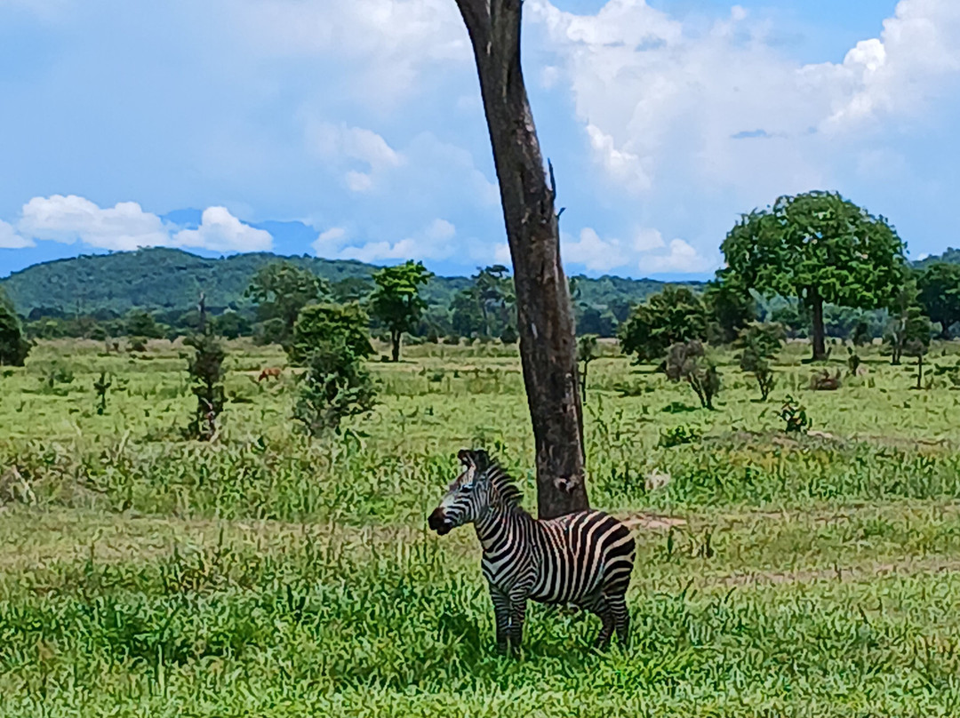 Samuel Thomas Nkingo-Mikumi必去景点