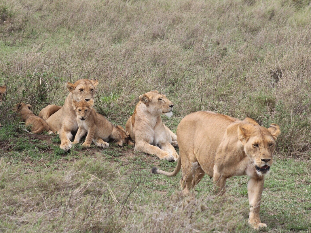 Bongo Trips-Kigamboni必去景点