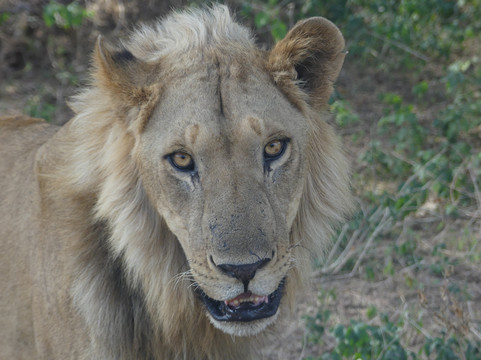 Makasa Tanzania Safaris-莫西必去景点